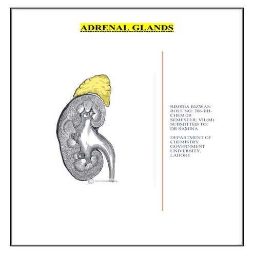 adrenal glands anatomy and physiology and funnction