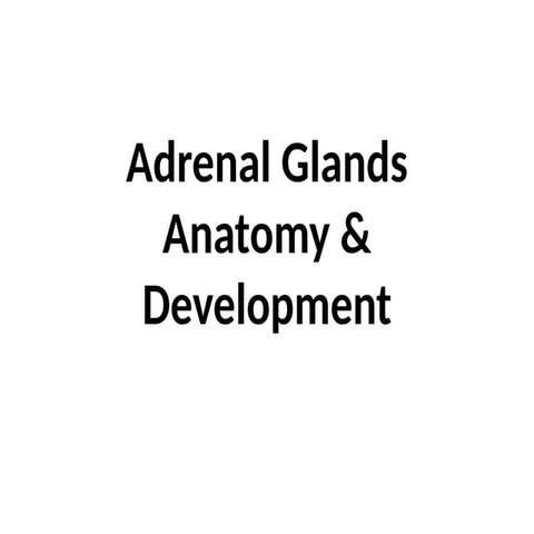 detail regarding adrenal gland developement