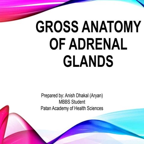 Adrenal glands anatomy