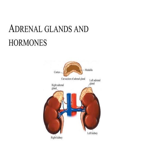 Adrenal hormones