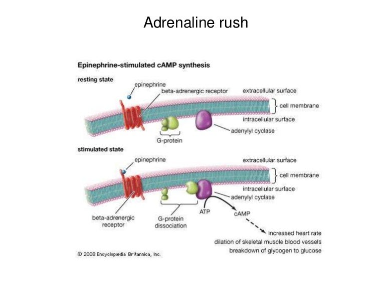 Adrenaline rush and alcohol