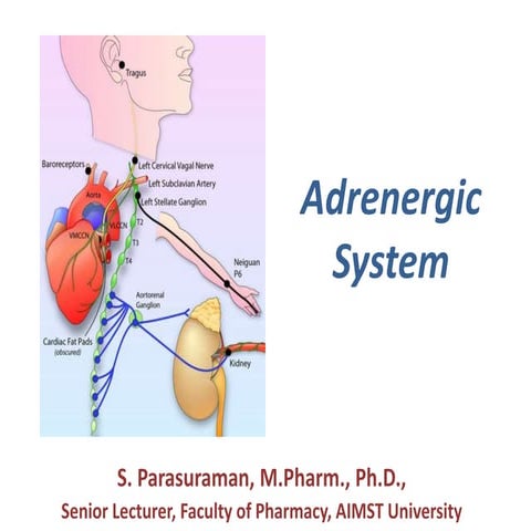 Adrenergic system