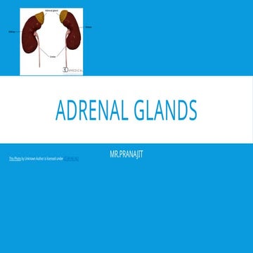 ADRENAL GLANDS/ Micro teaching/anatomy & physiology
