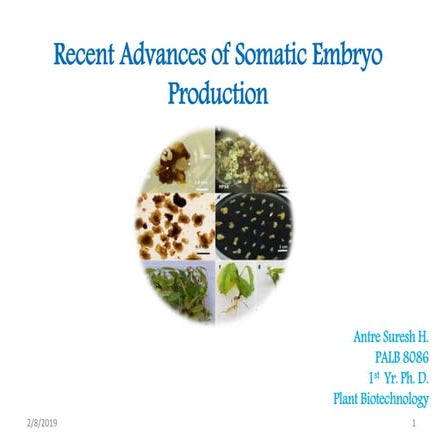 Recent Advances of Somatic Embryo  Production