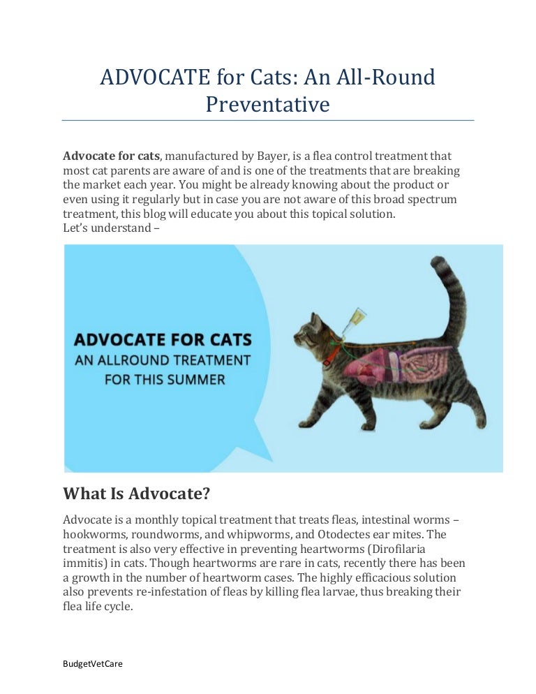 advocate kitten flea and worm treatment