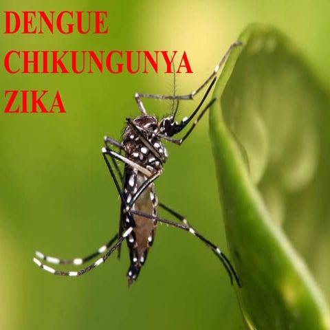 dengue, zika, chicungunya