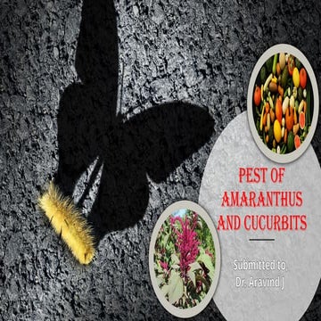 Pests of Amaranthus and Cucurbits: Identification, Impact, and Management