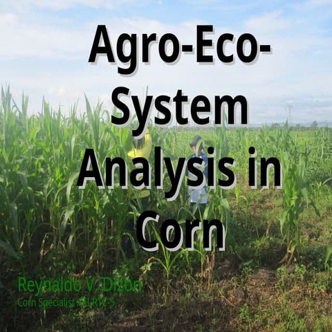 Agro-Ecosystem Analysis (AESA) for Corn Crop Management and IPM ...