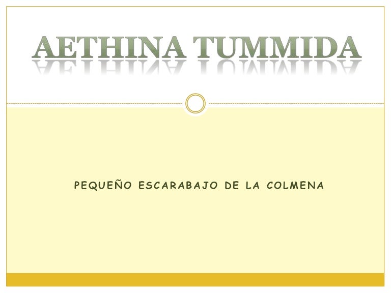 Aethina tumida