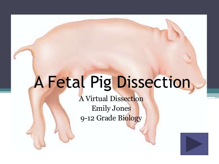 A Fetal Pig Dissection