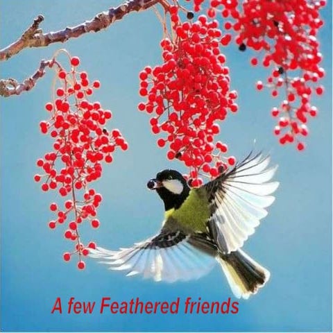 A few feathered Friends
