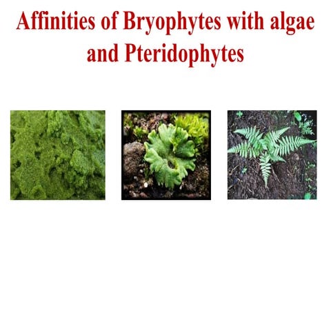Affinities of bryophytes with algae and pteridophytes.pptx