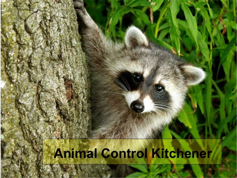 Affordable Animal Control Services Kitchener 911 Wildlife