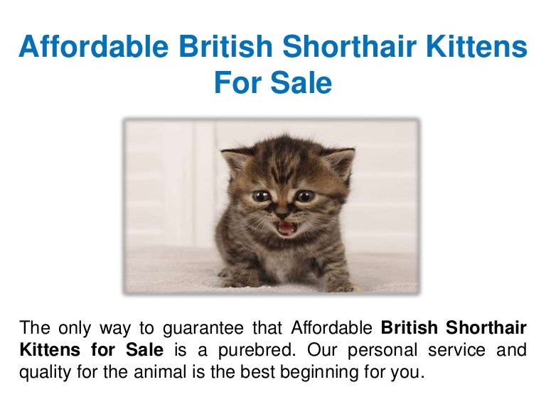 Affordable British Shorthair Kittens For Sale