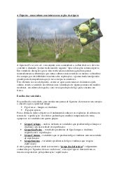 A figueira __uma_cultura_com_intere...