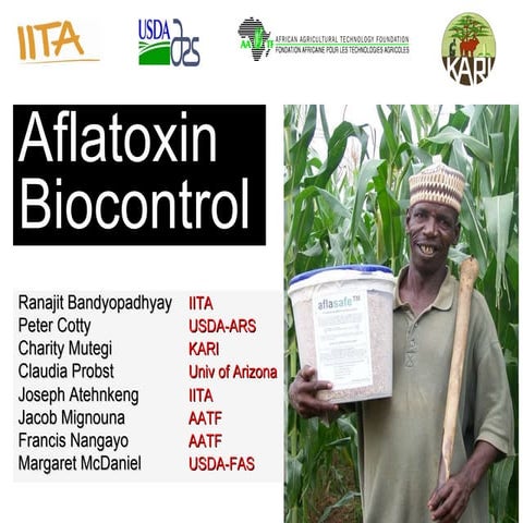 Biocontrol of Aflatoxin in Kenya, R. Bandyopadhyay et al.