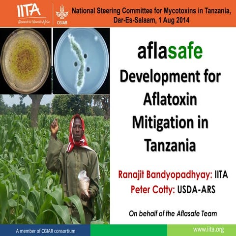 Aflasafe development for aflatoxin mitigation in tanzania national steering c...