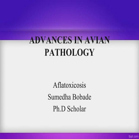 Aflatoxicosis poultry