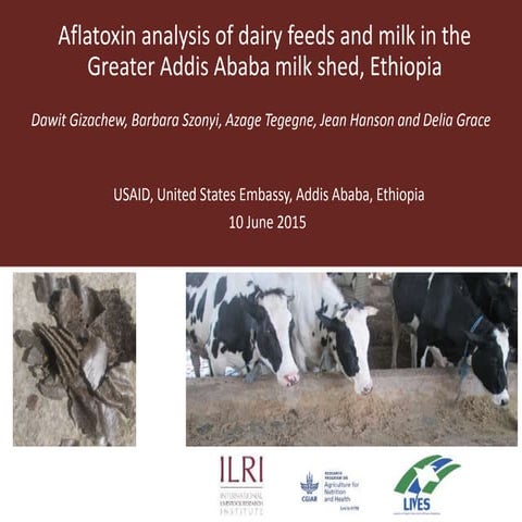 Aflatoxin analysis of dairy feeds in the Greater Addis Ababa milk shed, Ethiopia