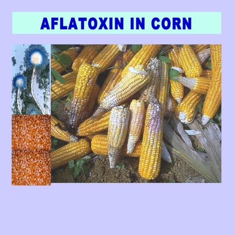 Aflatoxin lecture