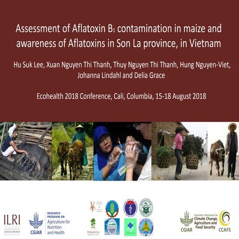 Assessment of aflatoxin B1 contamination in maize and awareness of aflatoxins...
