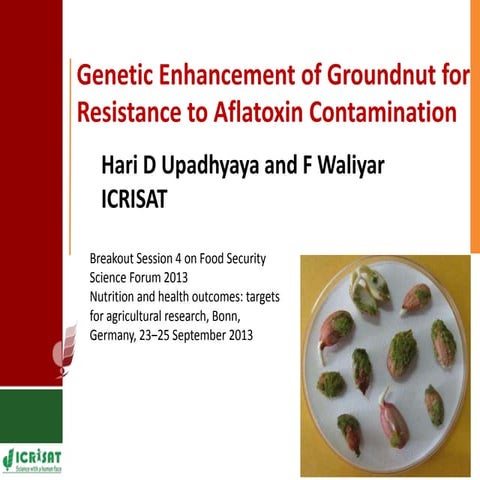Genetic enhancement of groundnut for resistance to aflatoxin contamination