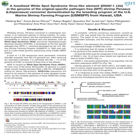 A fossilized wssv like element (dnav-1 lva) in the genome of the first spf p ...