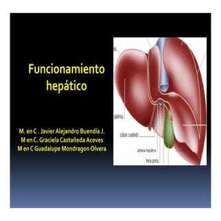 funcion hepatica