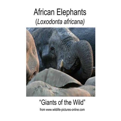 African Elephants-Lords Of The Jungle