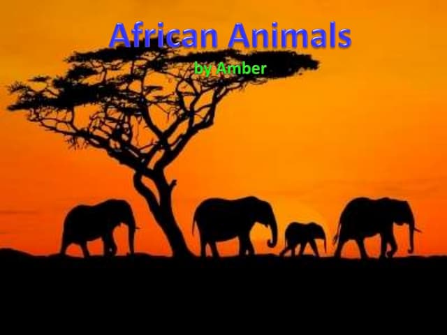 African Animals by Amber