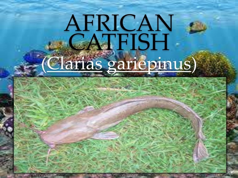 Hatchery Technology of African catfish