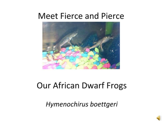 African dwarf frogs