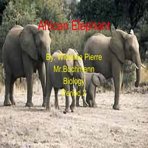 African elephant wideline pierre