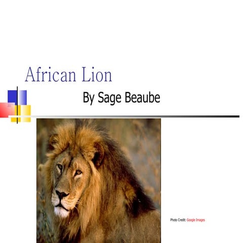 sage beaube 6th period. African Lion