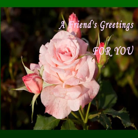 A Friend's Greetings