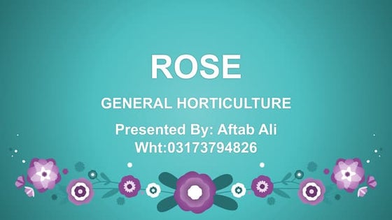 Rose Information in English-Rose Information for Project-Rose ...