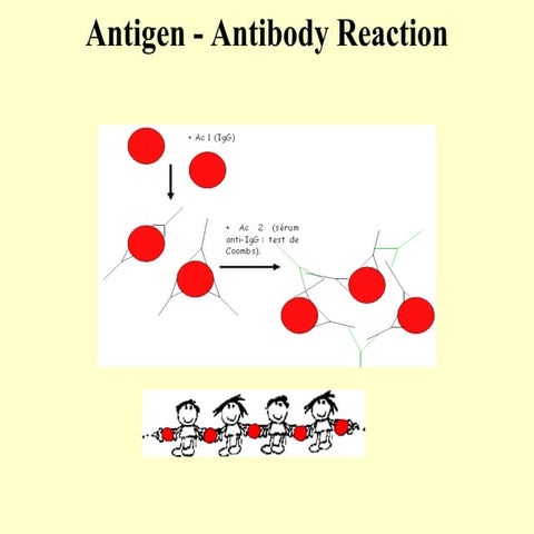 Antigen - antibody reaction based on medical science