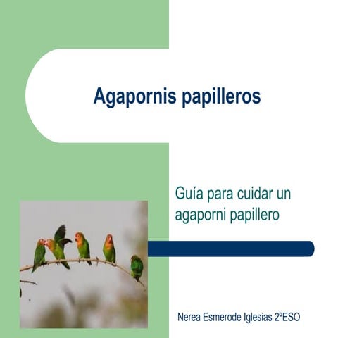 Agapornis papilleros