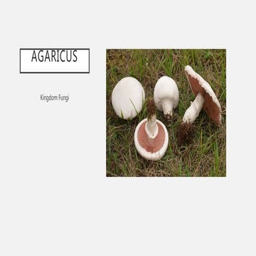 Agaricus