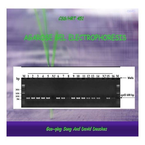 Agarose gel electrophoresis