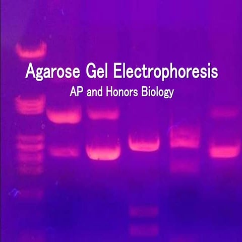 Agarose gel electrophoresis