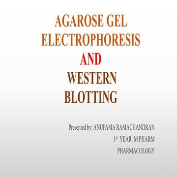 Agarose gel electrophoresis and western blotting