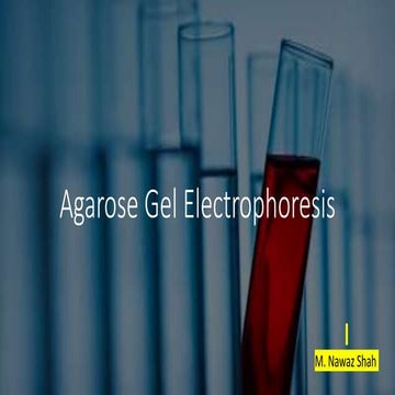 Agarose gel electrophoresis