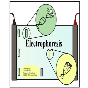 Agarose gel electrophoresis