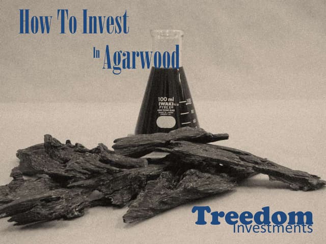 How to Invest in Agarwood