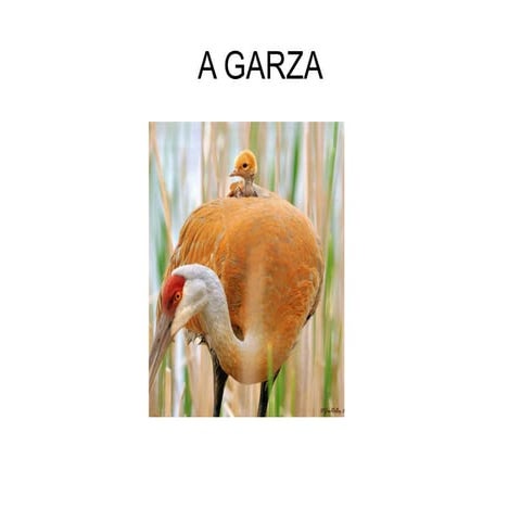 A garza