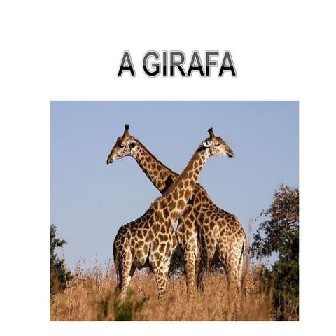 A girafa1 | PPT