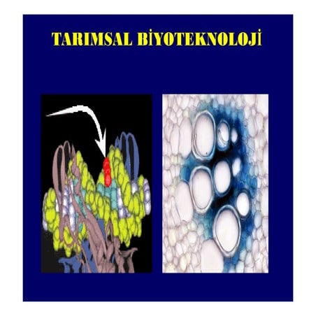  Agriculturalbiotechnology