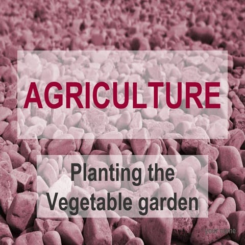 Agriculture planting and vegetable garden 5
