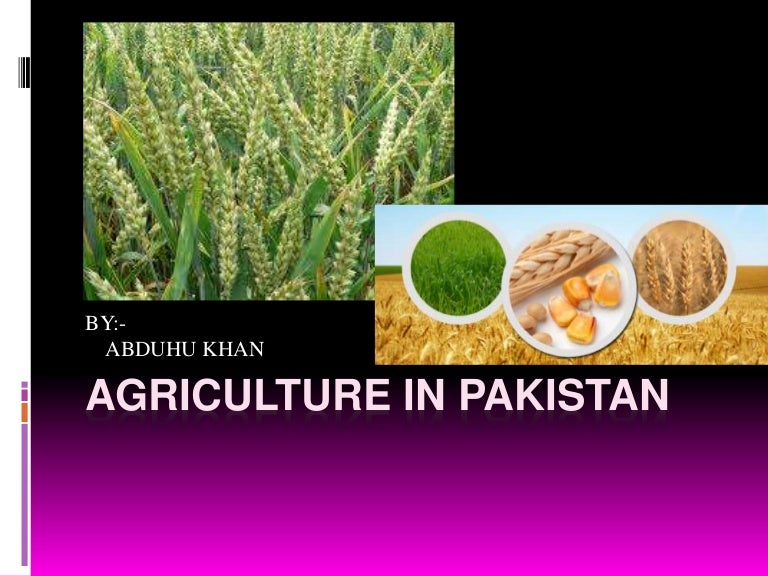Agriculture in pakistan